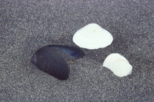 0139 Pacifik - přístav Constitución.jpg